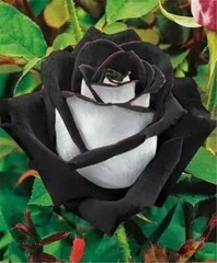 20 EXOTIC RARE ROSE SEEDS home garden flower plant bush diy sun Rosas hybrid tea