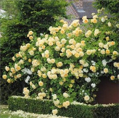 300+Mixed Climbing Rose Rosa Seeds for Planting Outdoors -Heirloom Garden red