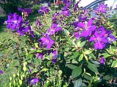 ~~ Ecuador Purple Princess Glory Bush Plant~~Tibouchina Lepidota grandifolia~~