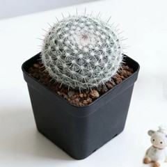 Mammillaria hahniana – Easy-Care Live Cactus Plant for Beginners