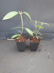 ~~ Ecuador Purple Princess Glory Bush Plant~~Tibouchina Lepidota grandifolia~~