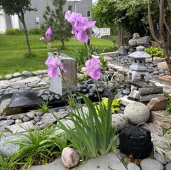 Bearded light Purple Iris Plant- Reblooming Lilac Blue Flower Perennial 6 roots