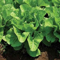 Jericho Romaine Lettuce Seeds, NON-GMO, Extremely Heat Tolerant, FREE SHIPPING