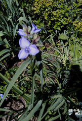 10 Spiderwort Transdescantia Purple Flower Bare Root Rhizome Bulbs- Live Plants