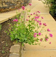 1001+CATCHFLY Flower Seeds None So Pretty Native Wildflower Patio Container Easy