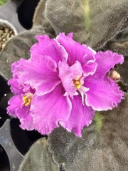 African Violet Plant RS Queen Olga Starter Plant Standard