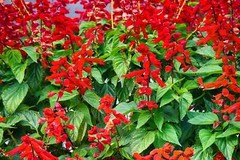 400 SCARLET SAGE (Lady-In-Red / Red Texas Sage) Salvia Coccinea Flower Seeds