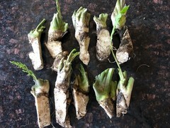 HORSERADISH CROWNS (Common), ORGANIC: 6 ea. for planting. PLANT ANYTIME.