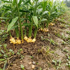 Young Ginger Seeds 100 PCS | Edible Ginger Seeds for Outdoor Garden Growing