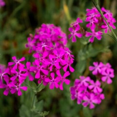 2000 None So Pretty Catchfly Wildflower Seeds – Everwilde Farms Mylar Packet