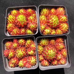8CM Succulent Plant Jovisbarba Allionii Crassulaceae Home Garden Beautiful Plant