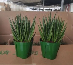 6-8CM 1PCS Live Sansevieria ‘fox’s tail ’ Beautiful Garden Rare Planting