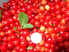 1 Nanking Cheropugy bush cherry, rooted plant. Zones 4-8
