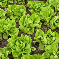 1000+ Lettuce Seeds (Buttercrunch) | Heirloom – NON GMO | USA FREE SHIPPING.