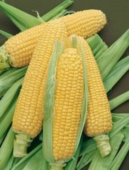 Bodacious Sweet Corn Seeds, F1 SE Hybrid, Variety Packet Sizes, FREE SHIPPING