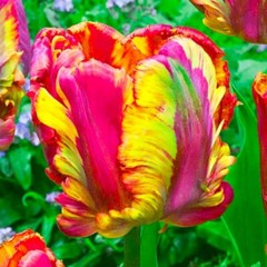50 Parrot Tulip Seeds Heirloom Flower Plant (much less money than bulbs)