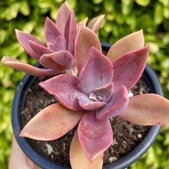 Rare Pink Succulent Graptoveria Dusty Easy Care Bare Root Live Plant 1-Head 2″