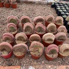 6-8CM Cactus Plant Echinocereus Rigidissimus Rubispinus Cristata Cactaceae Plant