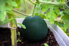 100 SUGAR BABY WATERMELON Citrullus lanatus Fruit Melon Seeds