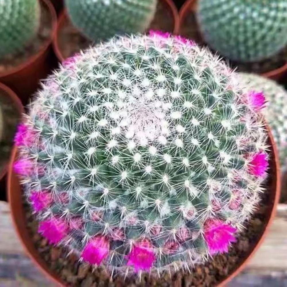 Mammillaria hahniana – Easy-Care Live Cactus Plant for Beginners