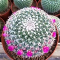 Mammillaria hahniana – Easy-Care Live Cactus Plant for Beginners