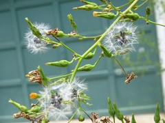 100 Wild/Opium Lettuce Seeds(LactucaVirosa)Medicinal Edible Plant.US grown seeds