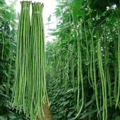 Taiwan Yard Long Bean Seeds (25) / HEAT TOLERANT / FLORIDA GROWN / RARE/ FLORIDA