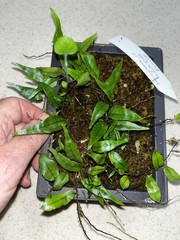 Microgramma sp. ‘hirsute blue’ Ecuador 4×6 Bonsai Pot Rare