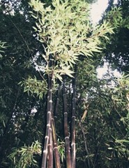 Black Timber Bamboo Nigra Daikokuchiku California Giant Bare Root Plant Rhizome