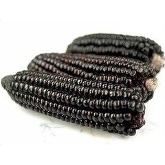 250+ Black Waxy Corn Seedss (Zea mays ceratina) For Planting