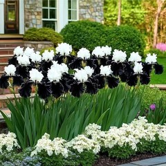 35 Black & White Iris Seeds Rare Striking Bicolor Perennial Flower for Zones 4-9