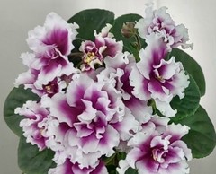 African violet VV Rajskij Smak /Heavenly Delights Starter