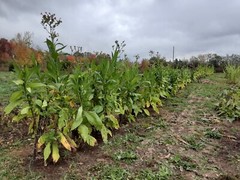 1000 “Great Lakes Gold” Tobacco Seeds FROM MICHIGAN! Organic, Heirloom, non-GMO