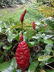 6 Shampoo Ginger Rhizomes, Zingiber Zerumbet, Pine Cone, Free Shipping included!