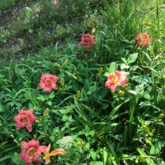 Assorted Daylilies, Mixed Daylilys, perennial’s return every year multiplying