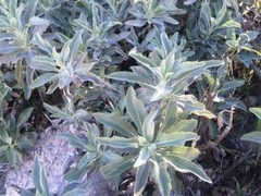 Salvia apiana | White Sage | White Sacred Sage | Bee Sage | 100 Seeds