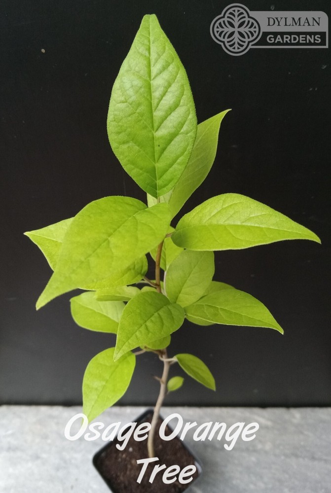 Osage Orange Tree (Maclura pomifera) – Hedge Apple – Live Plant – Multiple Sizes