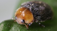 NaturesGoodGuys Cryptolaemus montrouzieri Australian Ladybug Mealybug Control