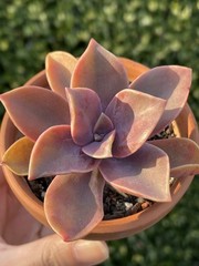 Rare Pink Succulent Graptoveria Dusty Easy Care Bare Root Live Plant 1-Head 2″