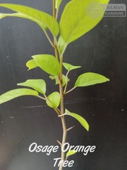 Osage Orange Tree (Maclura pomifera) – Hedge Apple – Live Plant – Multiple Sizes