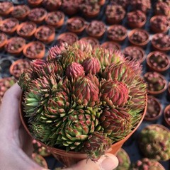 8CM Succulent Plant Jovisbarba Allionii Crassulaceae Home Garden Beautiful Plant