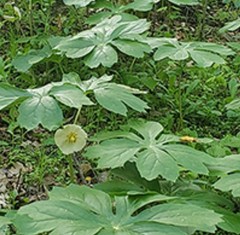 10 Fresh XL Mayapple Rhizomes / Bare Root Herb Spring Planting