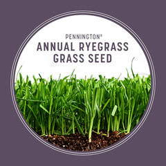 Pennington Annual Ryegrass Grass Seed Full Sun Partial Shade 10 lb Bag New