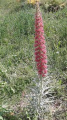 Echium wildpretii | Tower of Jewels | Red Bugloss | 10 Seeds