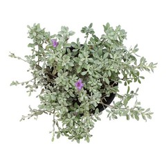 1G Silverado Sage Plant Shrubs Live In Planters For Outdoor Plants Live Live