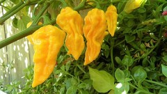 20 MADAME JEANETTE HABANERO CHILLI SEEDS 100% GUARANTEED SEEDS