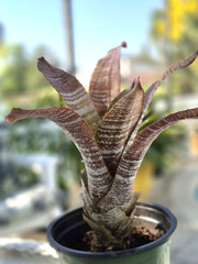 Hohenbergia Correia-Araujoi FUDGE RIPPLE Bromeliad Tropical Plant, Full Sun
