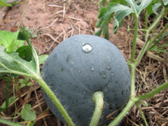Sugar Baby Watermelon Heirloom {Citrullus lanatus} NON-GMO 50+ seeds