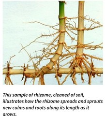 Chinese Timber Bamboo Phyllostachys Vivax Rhizome Fast Growing