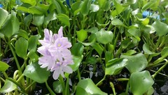 Florida Water Hyacinth Tropical Aquatic Floating Pond Plant